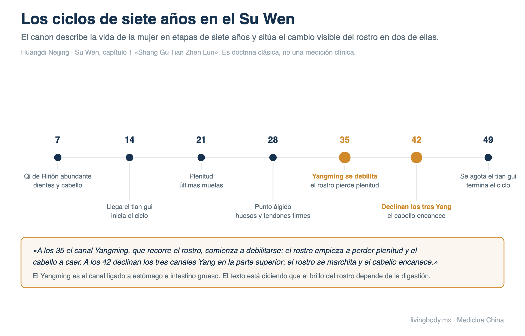 Línea de tiempo con los ciclos de siete años de la vida de la mujer según el capítulo 1 del Su Wen del Huangdi Neijing, destacando los 35 años, cuando el canal Yangming se debilita y el rostro pierde plenitud, y los 42, cuando declinan los tres canales Yang y el cabello encanece.