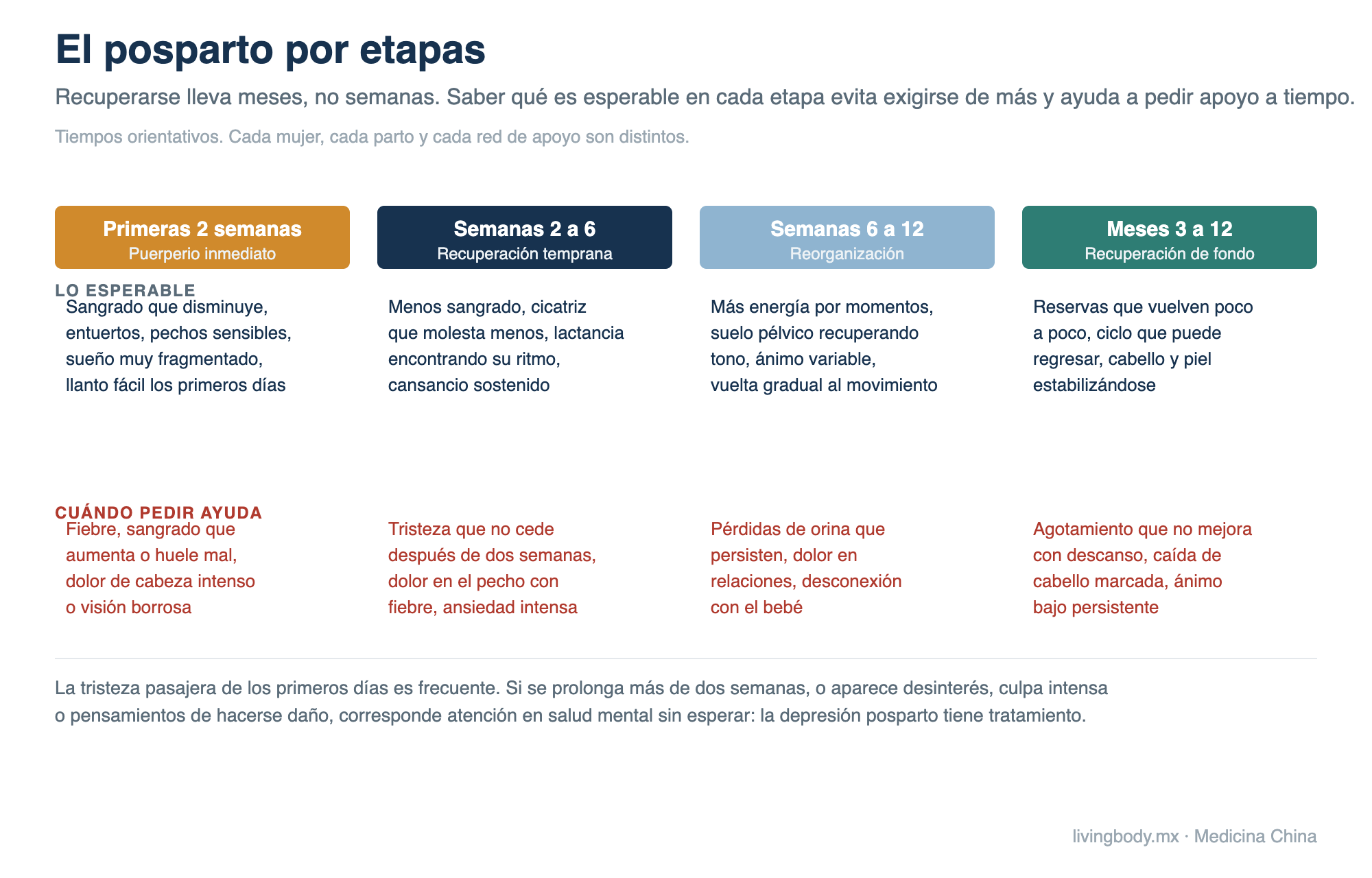 Línea de tiempo del posparto dividida en primeras dos semanas, semanas 2 a 6, semanas 6 a 12 y meses 3 a 12, con lo esperable en cada etapa y las señales que indican pedir ayuda.