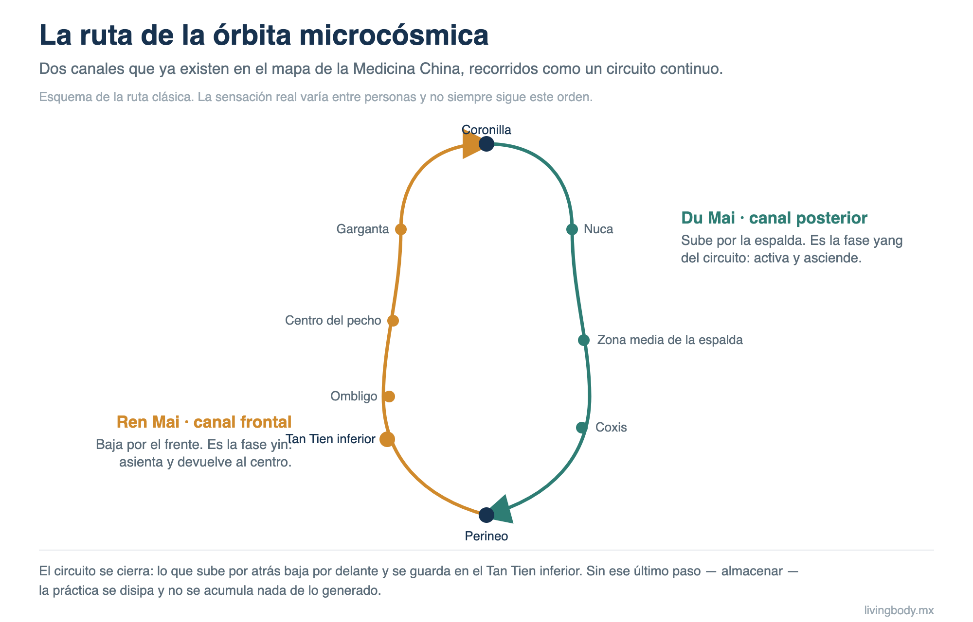 Esquema del circuito de la órbita microcósmica: el canal Du Mai asciende por la espalda desde el perineo hasta la coronilla y el canal Ren Mai desciende por el frente hasta el Tan Tien inferior.
