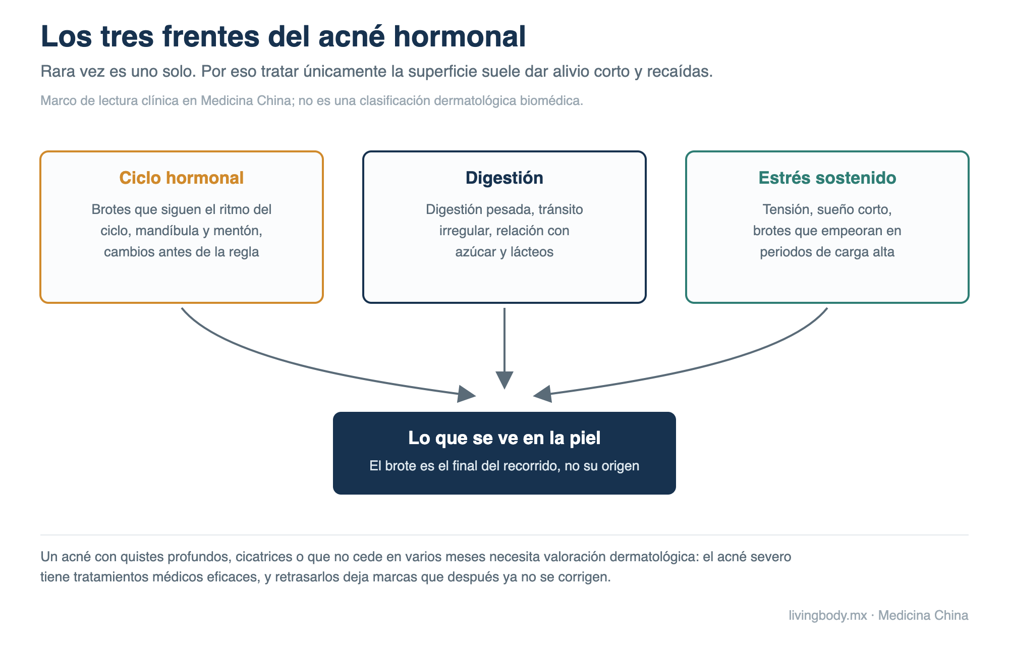 Diagrama que muestra cómo el ciclo hormonal, la digestión y el estrés sostenido convergen en lo que se manifiesta en la piel en el acné hormonal.